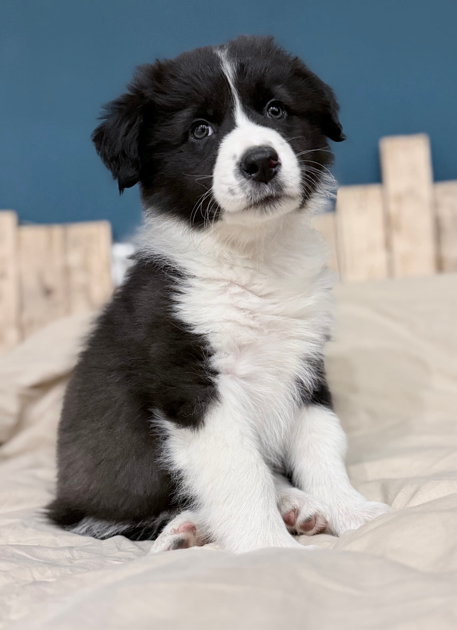 Chiot border collie
